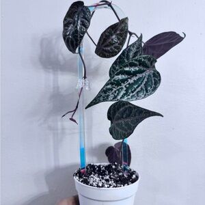 Piper Crocatum Plant